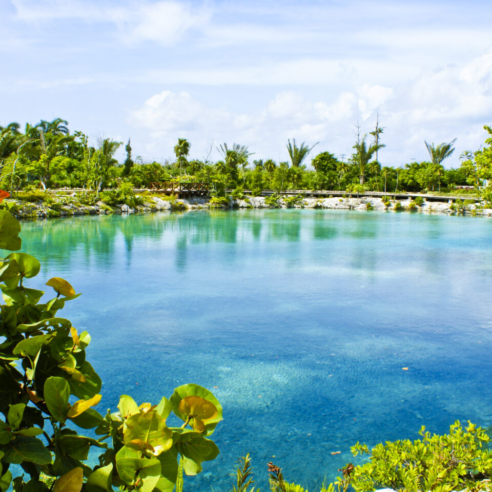 Imagen laguna de Chankanaab, uvas cozumel, flora cozumel, parque nacional