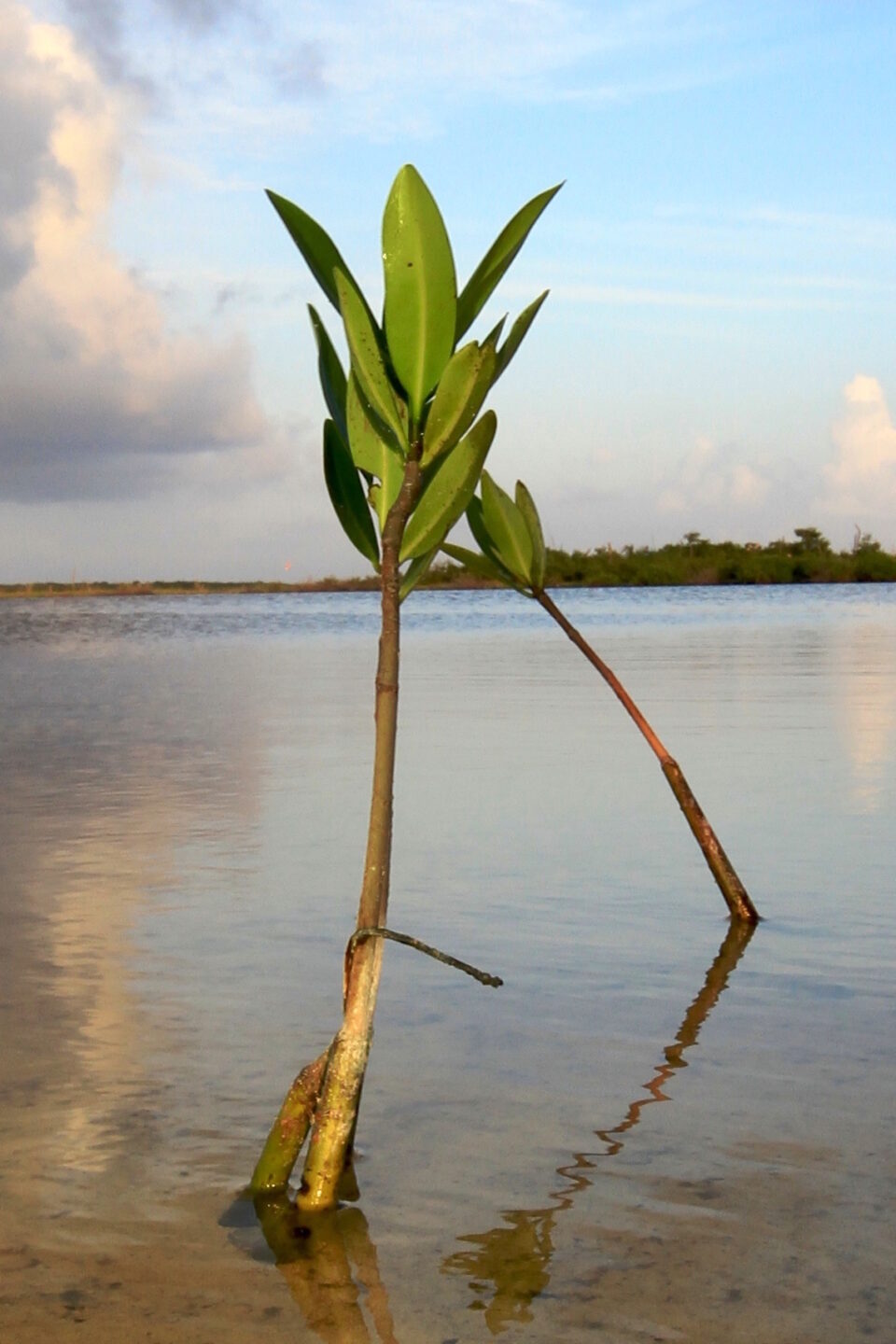 Manglar cozumel, flora cozumel, punta sur cozumel, laguna de fondo