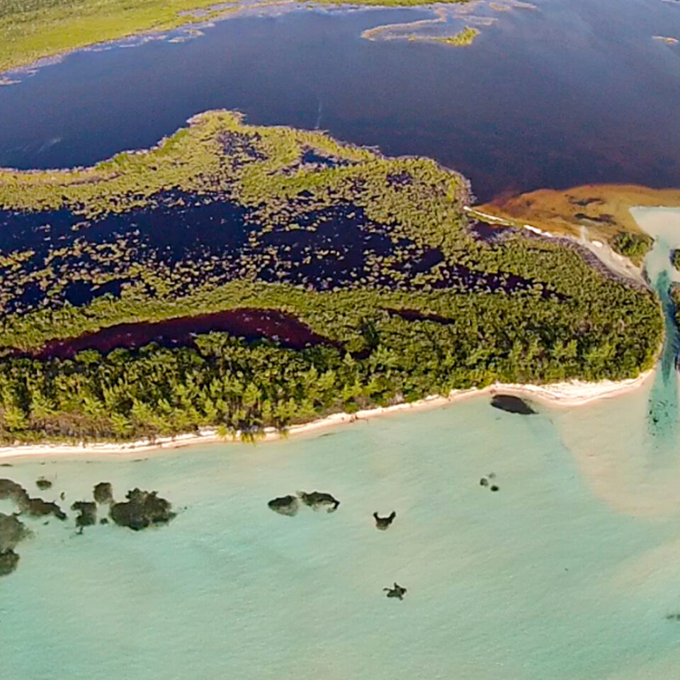 Laguna colombia cozumel, mar caribe de fondo, manglar cozumel, flora cozumel