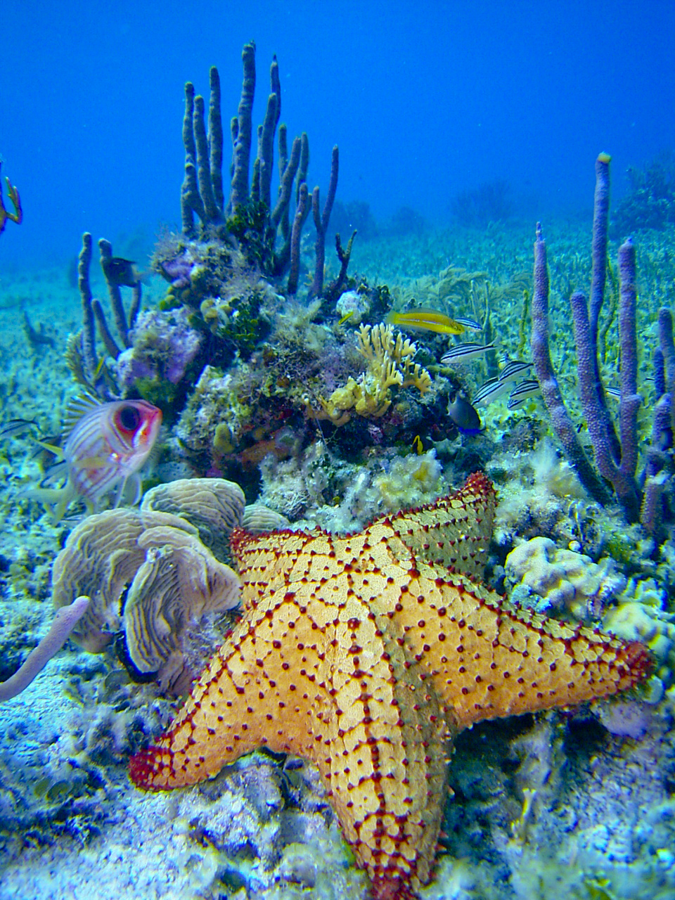 Estrellas de mar cozumel, corales, pez angel cozumel