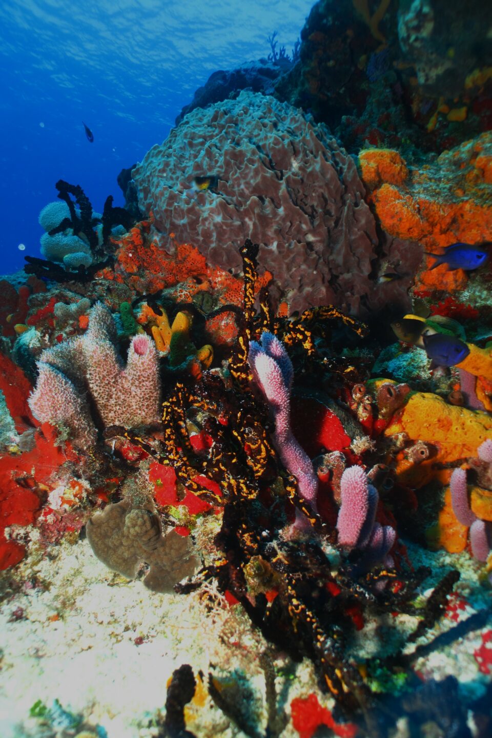 Imagen de corales Cozumel, fauna marina Cozumel, colores, arrecife Palancar Cozumel