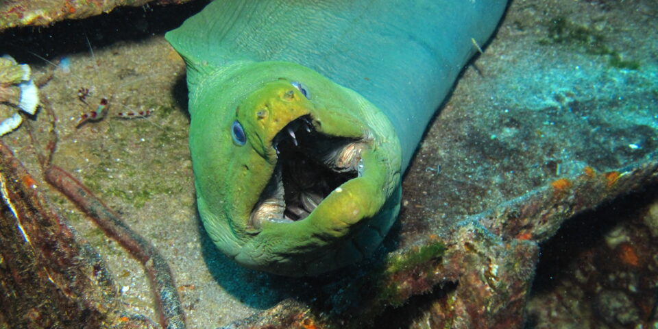 Imagen de una morena verde Cozumel, arrecife, Stenopus Hispidus cozumel