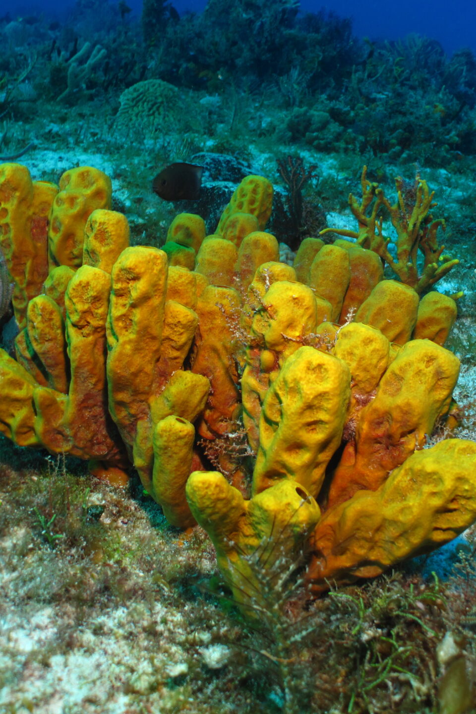 Imagen de esponjas marinas, alga marina, arrecife cozumel, arena