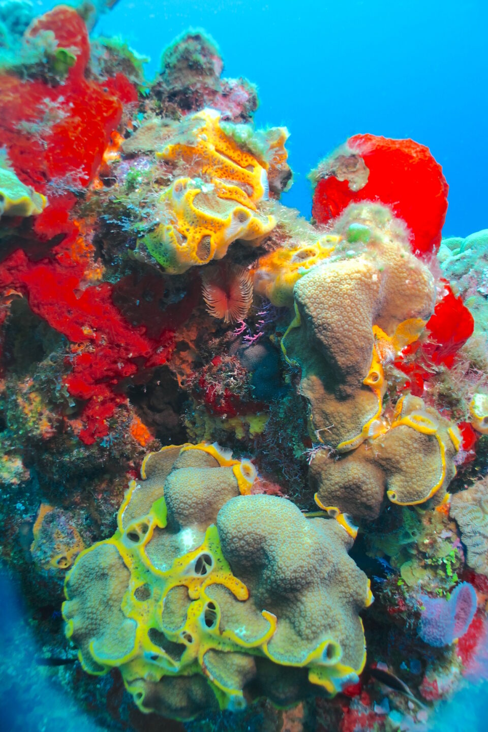 Imagen representativa anemonas cozumel, corales, arrecife cozumel, Punta Tunich, colores