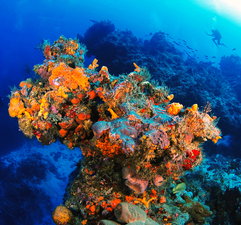 Barrera arrecifal cozumel, arrecifes cozumel, colores arrecifales cozumel, buzos cozumel