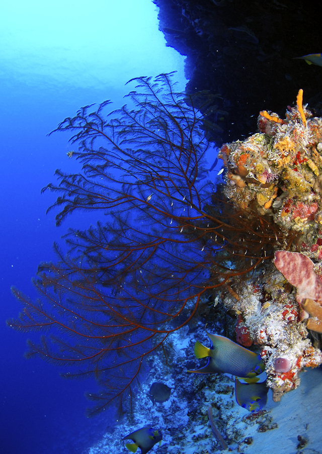 Imagen de pared arrecifal, arrecifes cozumel, pez angel azul, pluma de mar