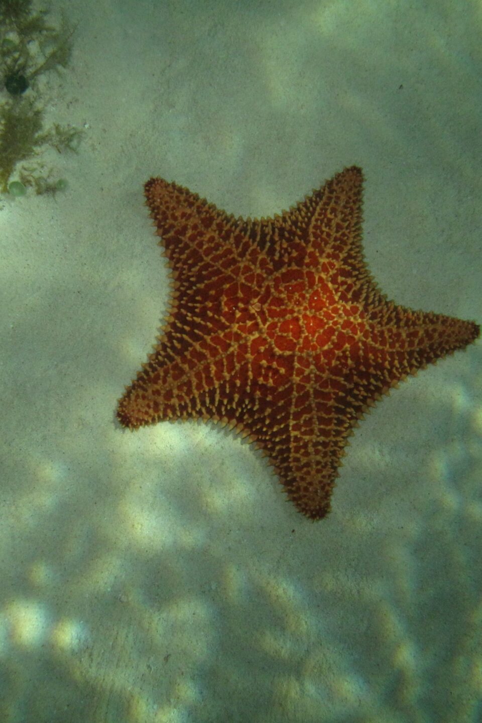 Imagen de una Estrella de mar cozumel, arrecife Paso del Cedral, arena