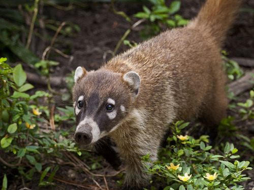 Imagen de coatí en cozumel, fauna cozumel, vegetación, selva cozumel